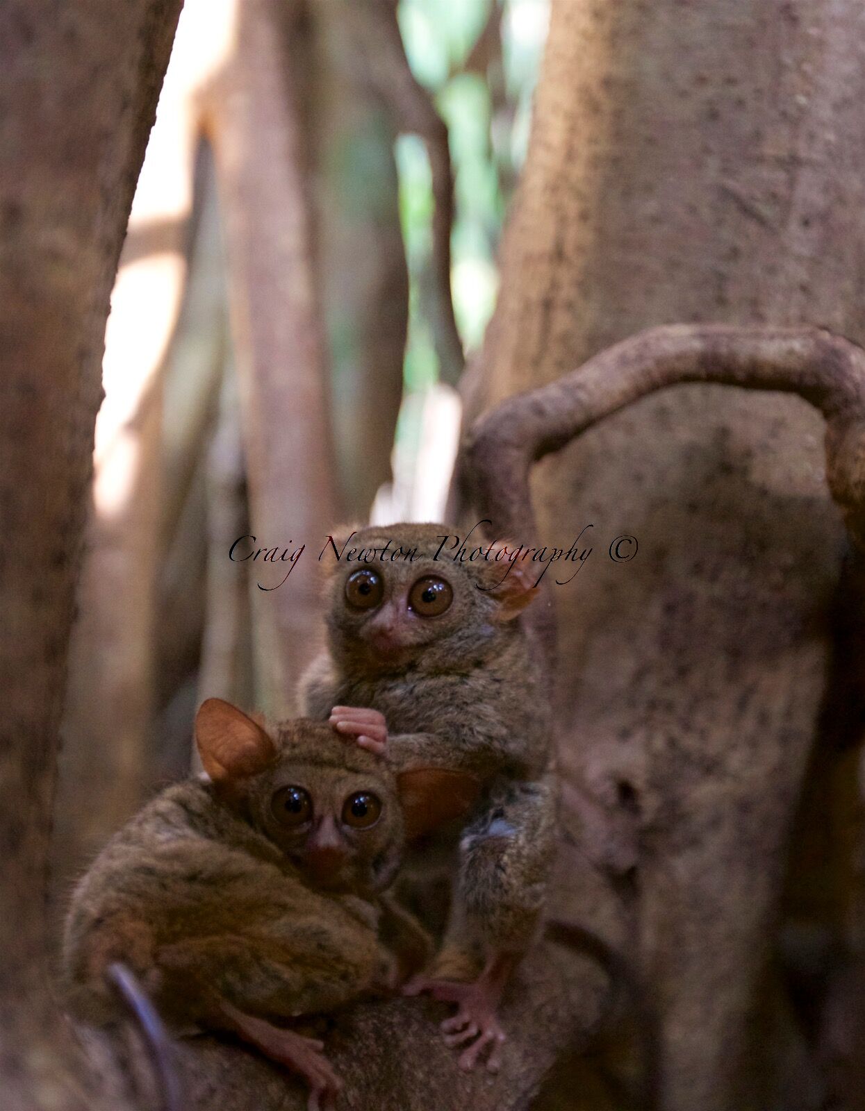 Spectral Tarsier (Tarsus spectrum), Tangkoko Batuangus Nature Reserve, Sulawesi, Indonesia