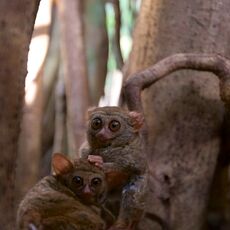Spectral Tarsier (Tarsus spectrum), Tangkoko Batuangus Nature Reserve, Sulawesi, Indonesia