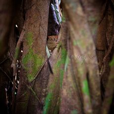 Spectral Tarsier (Tarsus spectrum), Tangkoko Batuangus Nature Reserve, Sulawesi, Indonesia