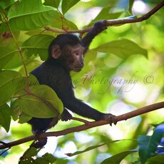 Celebes Crested Macaque (Macaca nigra), Tangkoko Batuangus Nature Reserve, Sulawesi, Indonesia