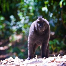 Celebes Crested Macaque (Macaca nigra), Tangkoko Batuangus Nature Reserve, Sulawesi, Indonesia