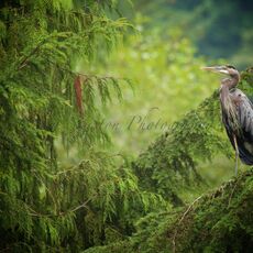 Great Blue Heron (Ardea hernias), Capilano, British Columbia, Canada