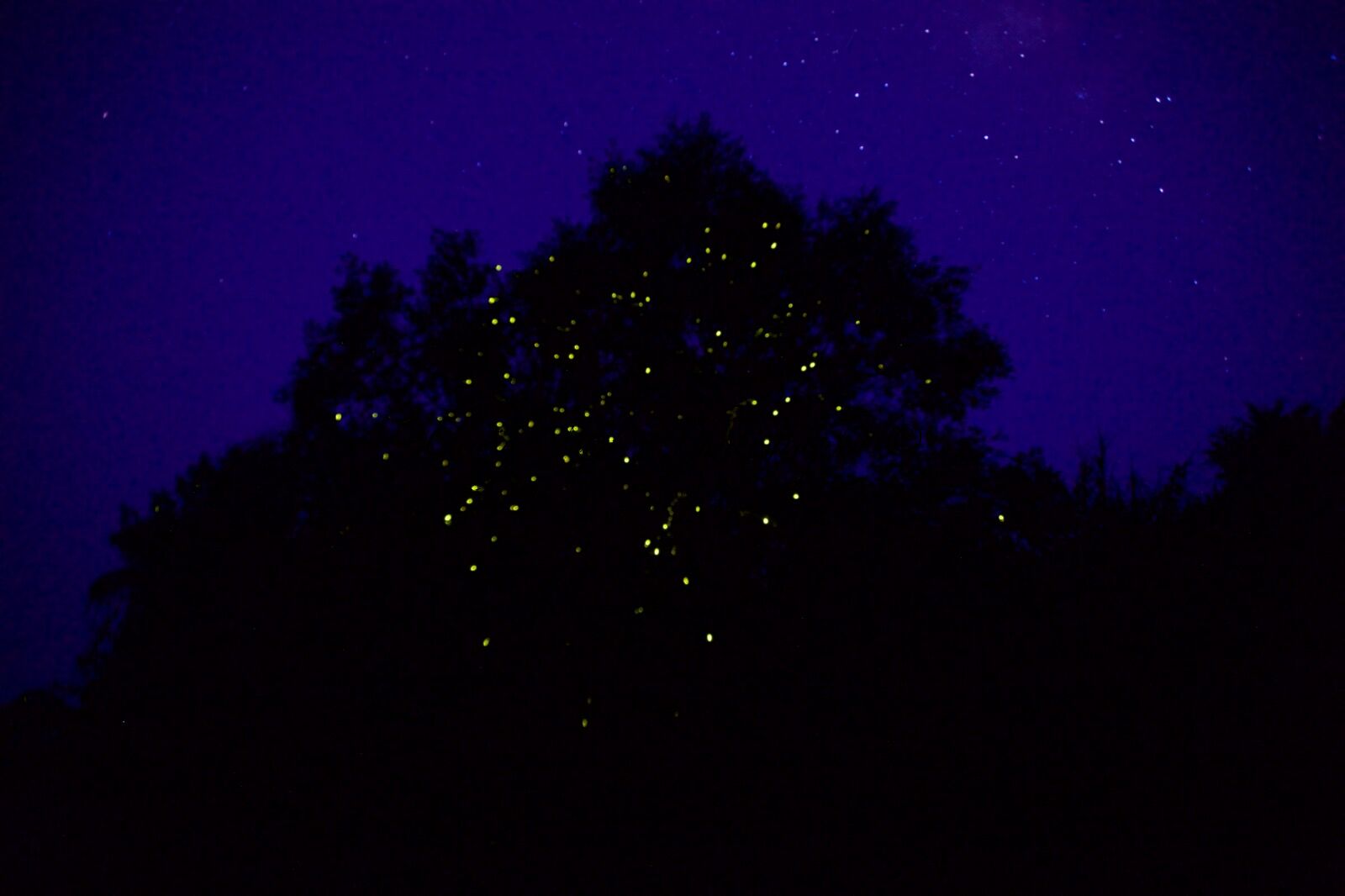 Fireflies (Pteroptyx tener), Kinabatangan Wildlife Sanctuary, Sabah, Malaysia