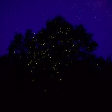 Fireflies (Pteroptyx tener), Kinabatangan Wildlife Sanctuary, Sabah, Malaysia