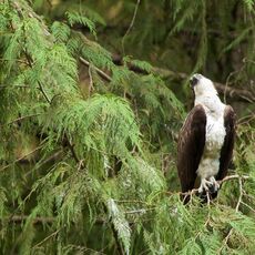 Osprey (Pandion haliaetus carolinensis), Capilano, British Columbia, Canada