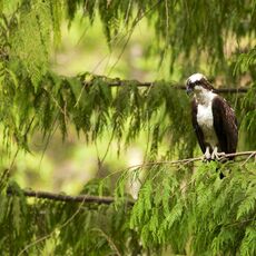 Osprey (Pandion haliaetus carolinensis), Capilano, British Columbia, Canada