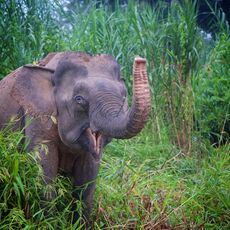 Borneo Pygmy Elephant (Elephas maximus borneensis), Kinabatangan Wildlife Sanctuary, Sabah, Malaysia