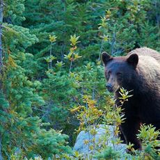 American Black Bear (Ursus americans), Whistler Mountain, British Columbia, Canada