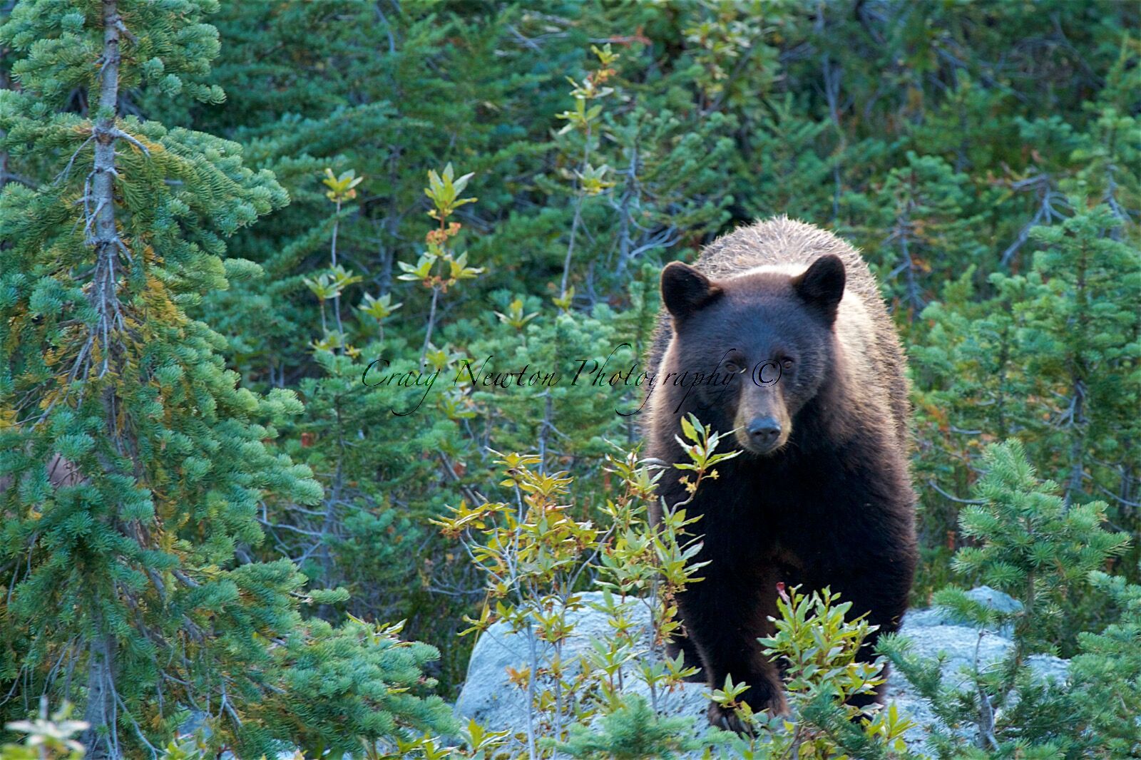 American Black Bear (Ursus americans), Whistler Mountain, British Columbia, Canada