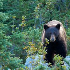 American Black Bear (Ursus americans), Whistler Mountain, British Columbia, Canada