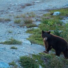 American Black Bear (Ursus americans), Whistler Mountain, British Columbia, Canada