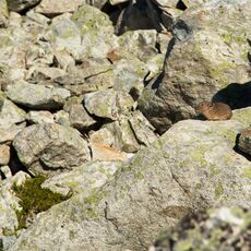 American Pika (Ochotona princeps), Whistler Mountain, British Columbia, Canada
