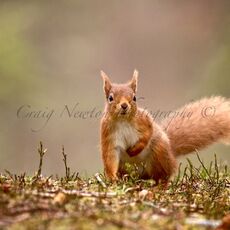 Eurasian Red Squirrel (Sciurus vulgaris), Cairngorms NP, Scotland