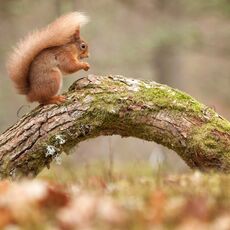Eurasian Red Squirrel (Sciurus vulgaris), Cairngorms NP, Scotland
