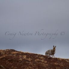Mountain Hare (Lepus timidus), Inverness-shire, Scotland