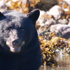 American Black Bear (Ursus americans), Clayoquot Sound, British Columbia, Canada