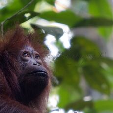 Bornean Orang-utan (Pongo pygmaeus), Kinabatangan Wildlife Sanctuary, Sabah, Malaysia