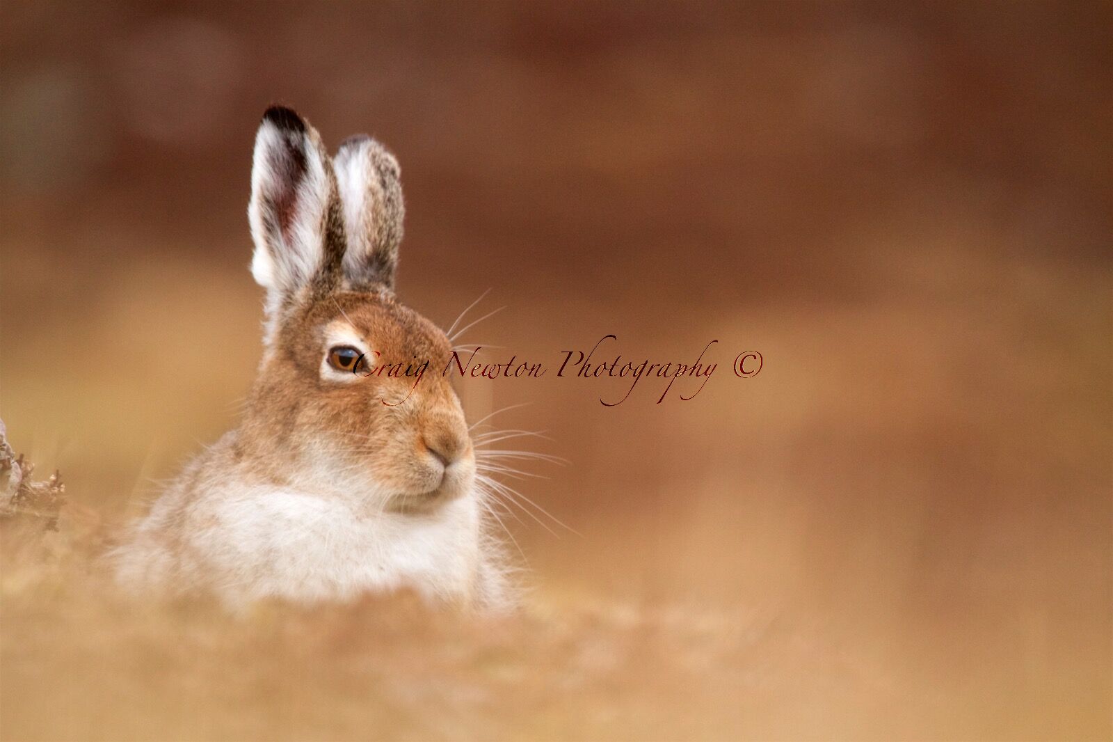 Mountain Hare (Lepus timidus), Inverness-shire, Scotland