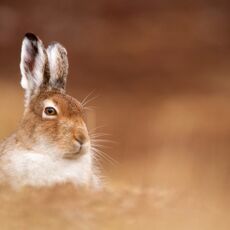 Mountain Hare (Lepus timidus), Inverness-shire, Scotland