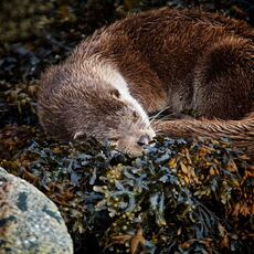 European Otter (Lutra lutra), Shetland Islands, Scotland