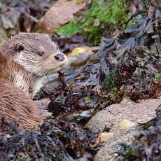 European Otter (Lutra lutra), Shetland Islands, Scotland