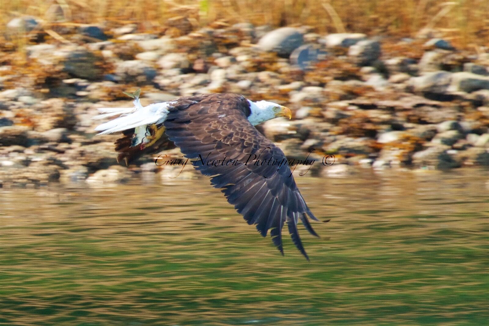 Bald Eagle (Haliaeetus leucocephalus), Clayoquot Sound, British Columbia, Canada