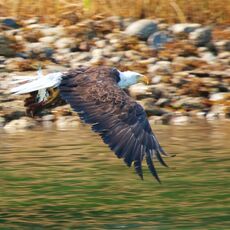 Bald Eagle (Haliaeetus leucocephalus), Clayoquot Sound, British Columbia, Canada