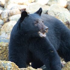 American Black Bear (Ursus americans), Clayoquot Sound, British Columbia, Canada