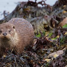 European Otter (Lutra lutra), Shetland Islands, Scotland