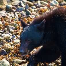 American Black Bear (Ursus americans), Clayoquot Sound, British Columbia, Canada