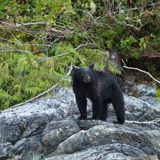 American Black Bear (Ursus americans), Clayoquot Sound, British Columbia, Canada