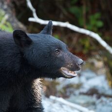American Black Bear (Ursus americans), Clayoquot Sound, British Columbia, Canada