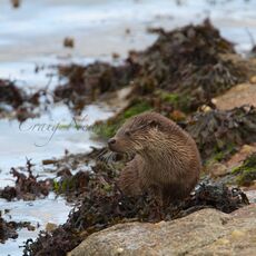 European Otter (Lutra lutra), Shetland Islands, Scotland