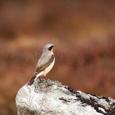Northern Wheatear (Oenanthe oenanthe), Cairngorms NP, Scotland