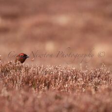 Red Grouse, (Lagopus lagopus scotica), Cairngorms NP, Scotland