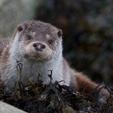 European Otter (Lutra lutra), Shetland Islands, Scotland