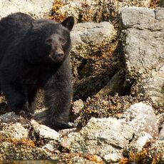 American Black Bear (Ursus americans), Clayoquot Sound, British Columbia, Canada