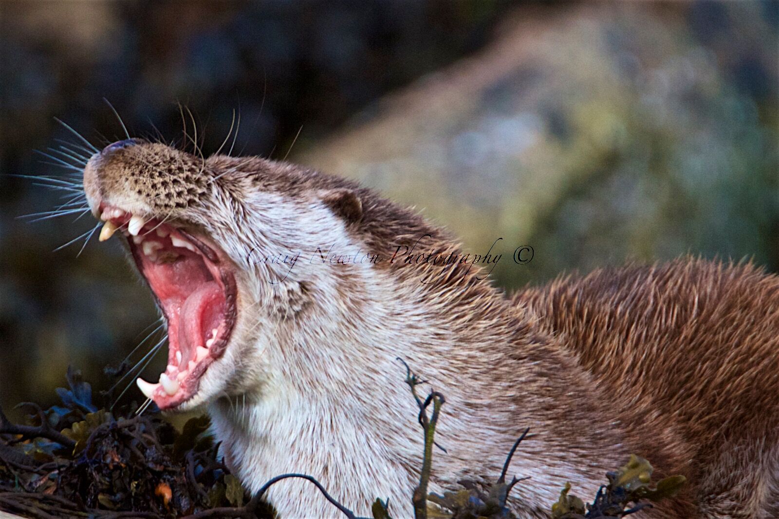 European Otter (Lutra lutra), Shetland Islands, Scotland
