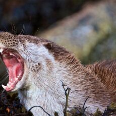 European Otter (Lutra lutra), Shetland Islands, Scotland