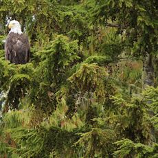 Bald Eagle (Haliaeetus leucocephalus), Clayoquot Sound, British Columbia, Canada