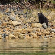 American Black Bear (Ursus americans), Clayoquot Sound, British Columbia, Canada