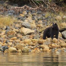 American Black Bear (Ursus americans), Clayoquot Sound, British Columbia, Canada