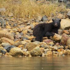 American Black Bear (Ursus americans), Clayoquot Sound, British Columbia, Canada