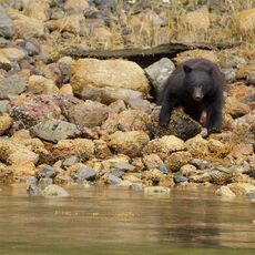 American Black Bear (Ursus americans), Clayoquot Sound, British Columbia, Canada