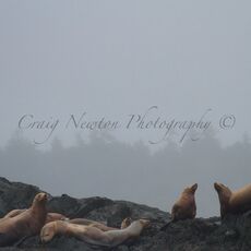Steller Sea Lions (Eumetopias jubatus), Clayoquot Sound, British Columbia, Canada