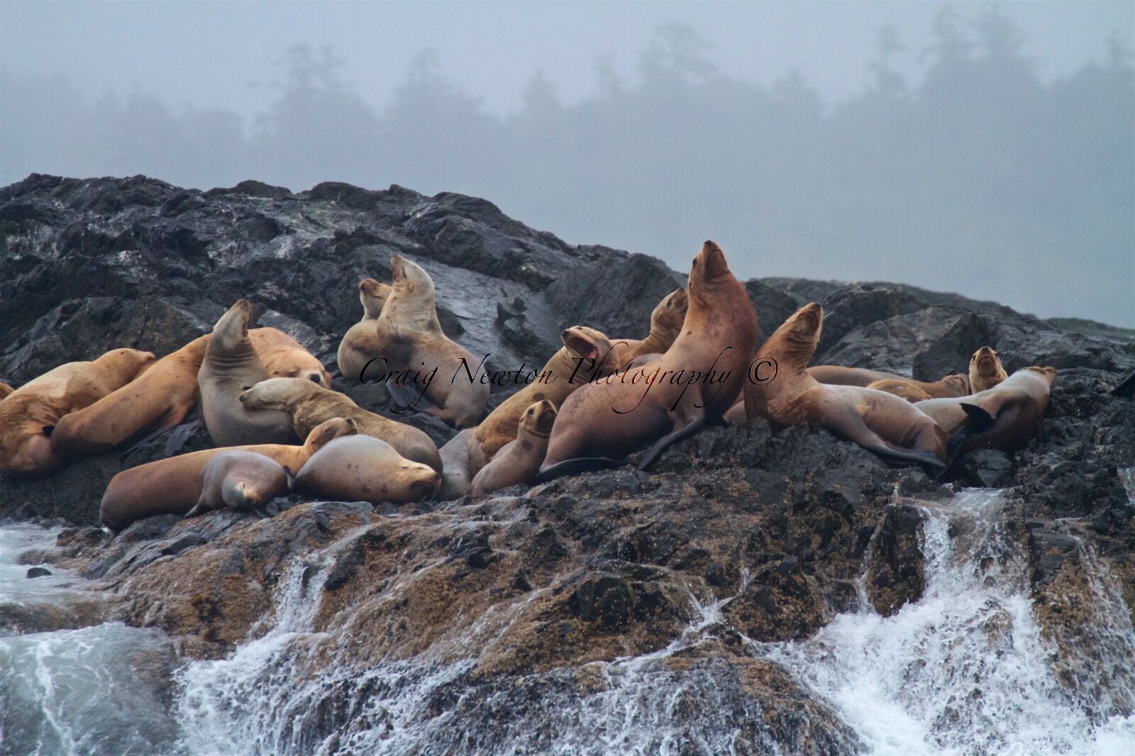 Steller Sea Lion (Eumetopias jubatus), Clayoquot Sound, British Columbia, Canada