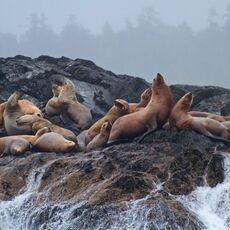 Steller Sea Lion (Eumetopias jubatus), Clayoquot Sound, British Columbia, Canada