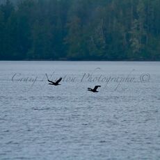 Pelagic Cormorant (Urile pelagicus), Clayoquot Sound, British Columbia, Canada