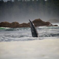 Gray Whale (Eschrichtius robustes), Clayoquot Sound, British Columbia, Canada