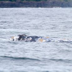 Gray Whale (Eschrichtius robustes), Clayoquot Sound, British Columbia, Canada
